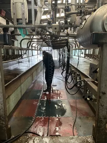 Operator washing the dairy parlour floor using the pressure washer SystemWash at a farm in Atherstone.